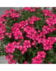 Verbena Enchantment Hot Pink  (Trailing) | Tray of 42 Large Plug Plants