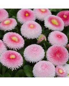 Bellis Tasso Strawberry & Cream | Tray of 40 Plug Plants