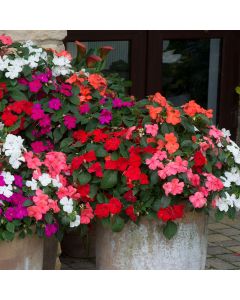 Impatien Beacon Mixed (Busy Lizzie) | Tray of 40 Plug Plants