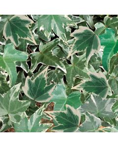 Hedera helix Silver Trailing Ivy | Pack of 3 Garden Ready 6cm Peat Pots