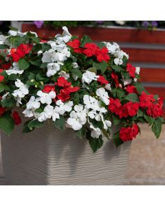 Impatien Beacon Strawberries and Cream Mix| Tray of 40 Plug Plants