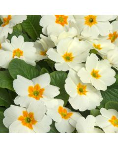 Primrose Cottage Cream | Pack of 5 Garden Ready 6cm Peat Pots