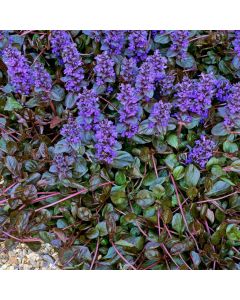 Ajuga Braunherz | Pack of 3 Garden Ready 6cm Peat Pots