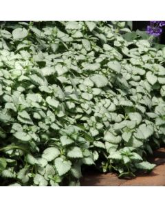 Lamium Trailing White Nancy | Pack of 3 Garden Ready 6cm Peat Pots
