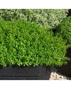Thyme Archers Gold | Pack of 3 Garden Ready 6cm Peat Pots