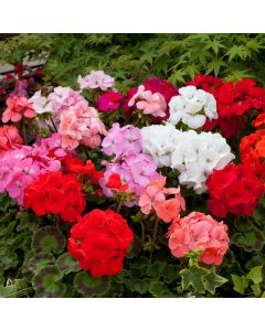 Geranium Horizon Mixed | Tray of 104 Large Plug Plants