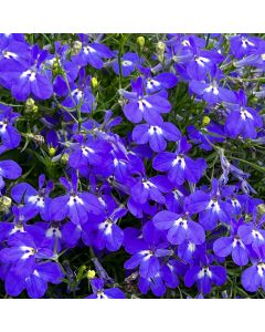 Lobelia Trailing Dark Blue | Tray of 350 Plug Plants 