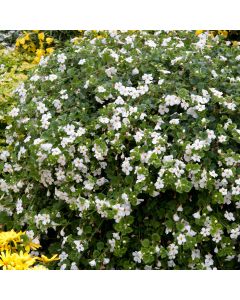 Bacopa Snowflake | Tray of 84 Large Plug Plants