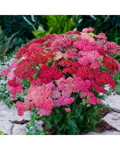Achillea Summer Pastels Mixed | Tray of 40 Plug Plants