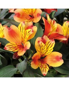 Alstroemeria Indian Summer | 9cm Garden Ready Plant