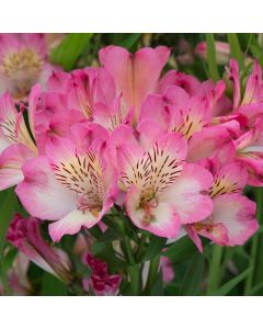 Alstroemeria Summer Break | 9cm Garden Ready Plant