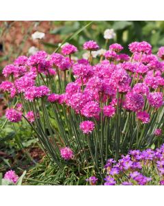 Armeria maritima Morning Star Rose | Tray of 40 Plug Plants