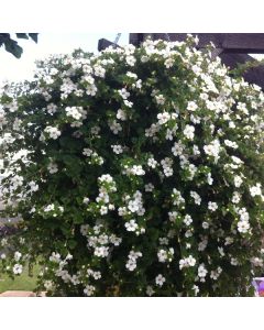 Bacopa Snowflake White | 5 Large Plug Plants