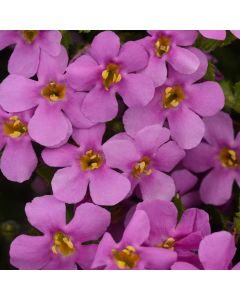 Bacopa MegaCopa Pink | 5 Large Plug Plants