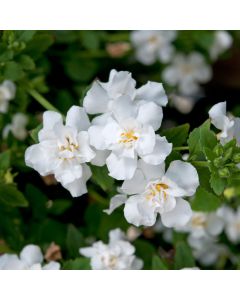 Bacopa Double Ballerina Snowball White | 5 Large Plug Plants
