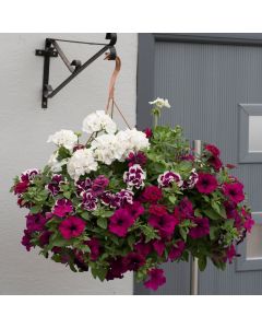 Berry Swirl EasiPlant Basket | 30cm Hanging Basket Speed Planter