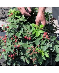 Blackberry TinyBlack Patio | 9cm Garden Ready Plant