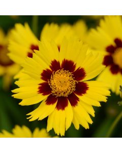 Coreopsis SunKiss | 9cm Garden Ready Plant