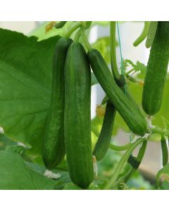 Cucumber Carmen Female | 7cm Potted Cucumber Plant