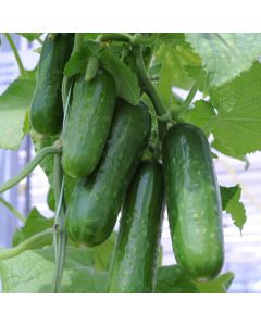 Cucumber (Mini) Picolino F1 | 7cm Potted Cucumber Plant