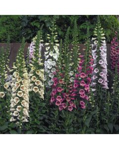 Digitalis  (Foxglove) Camelot Mix | Tray of 40 Plug Plants