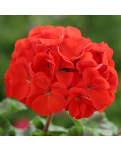 Geranium Horizon Scarlet | Tray of 104 Large Plug Plants