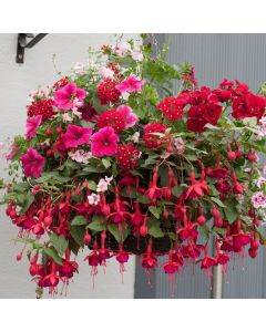 Lipstick EasiPlant Basket | 30cm Hanging Basket Speed Planter