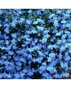 Lobelia Cambridge Blue (Bush/Upright) | Tray of 350 Plug Plants