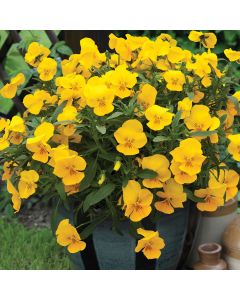 Pansy Trailing Freefall XL Bright Yellow (Autumn & Winter Flowering) | Tray of 40 Plug Plants