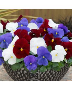 Pansy Matrix Britannia Mixed | Tray of 350 Plug Plants