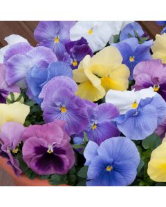 Pansy Matrix Silhouette Mix| Tray of 40 Plug Plants