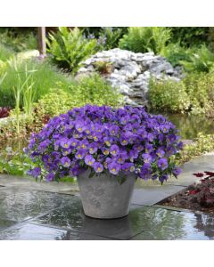 Pansy Cool Wave Blue Skies | 5 Large Plug Plants