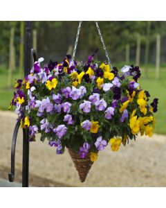 Pansy Trailing Freefall Mix | Pack of 3 Garden Ready 7cm Pots