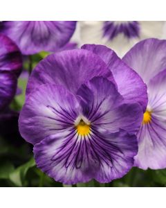 Pansy Matrix Lavender Shades | Tray of 40 Plug Plants