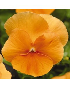 Pansy Matrix Orange | Tray of 40 Plug Plants
