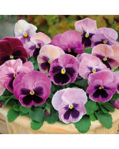 Pansy Matrix Pink Shades | Tray of 40 Plug Plants