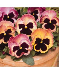 Pansy Matrix Sunrise | Tray of 350 Plug Plants
