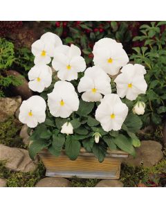 Pansy Matrix White | Pack of 3 Garden Ready 7cm Pots