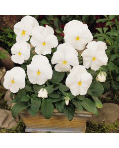 Pansy Matrix White | Tray of 40 Plug Plants
