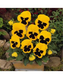 Pansy Matrix Yellow Blotch | Pack of 3 Garden Ready 7cm Pots