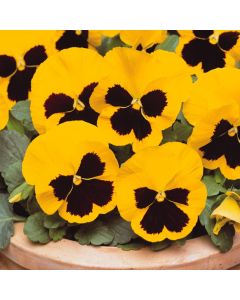 Pansy Matrix Yellow Blotch | Tray of 350 Plug Plants