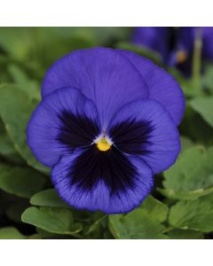 Pansy Matrix Blue Blotch | Pack of 3 Garden Ready 7cm Pots