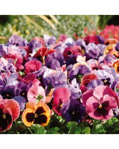 Pansy Matrix Coastal Sunrise Mix | Tray of 40 Plug Plants