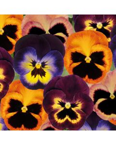 Pansy Matrix Northern Lights Mix | Pack of 3 Garden Ready 7cm Pots
