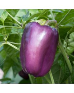 Pepper Tequila | Pack of 3 Garden Ready 6cm Peat Pots