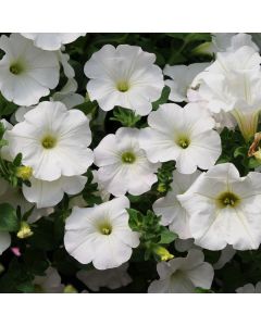 Surfinia Snow (White) | Tray of 84 Large Plug Plants