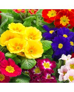 Primrose Fruelo Mixed | Tray of 350 Plug Plants