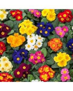 Primrose Rambo Mixed |Tray of 40 Plug Plants