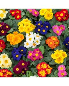 Primrose Rambo Mixed | Pack of 3 Garden Ready 7cm Pots