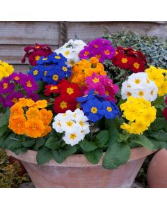 Polyanthus Crescendo Mixed | Tray of 40 Plug Plants
